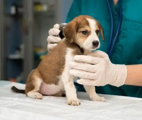 Beagle puppy veterinary examination