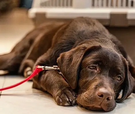 Labrador puppy in crate
