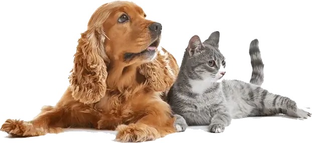 Cocker Spaniel and Grey Tabby Cat