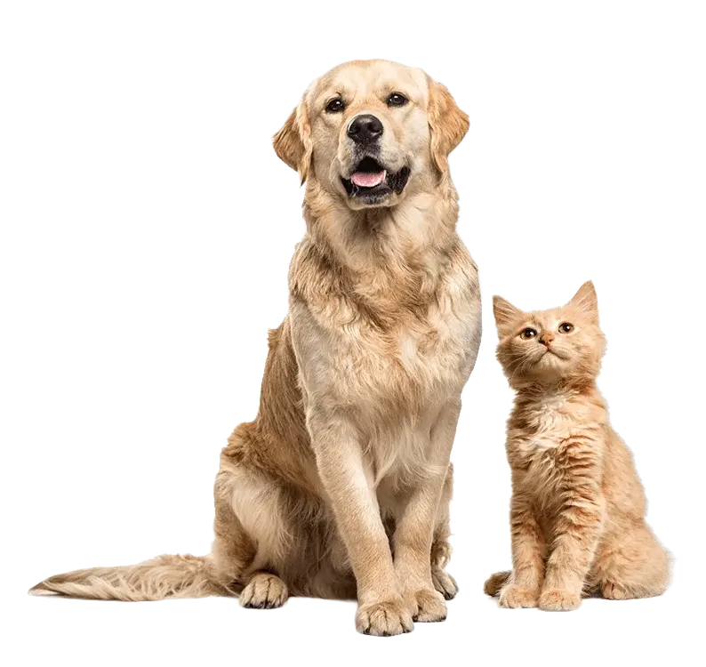 Golden Retriever and Orange Tabby Cat