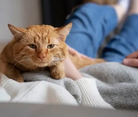 Orange tabby cat on lap